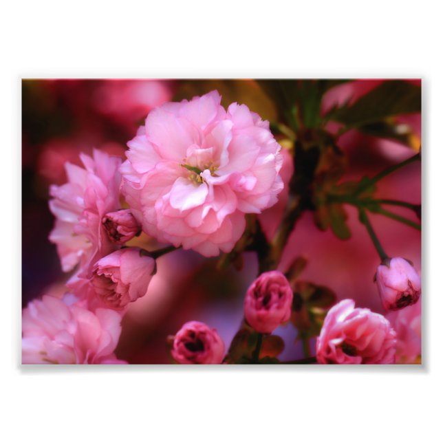 Impression Photo Belles fleurs de cerisiers rose printemps (Devant)