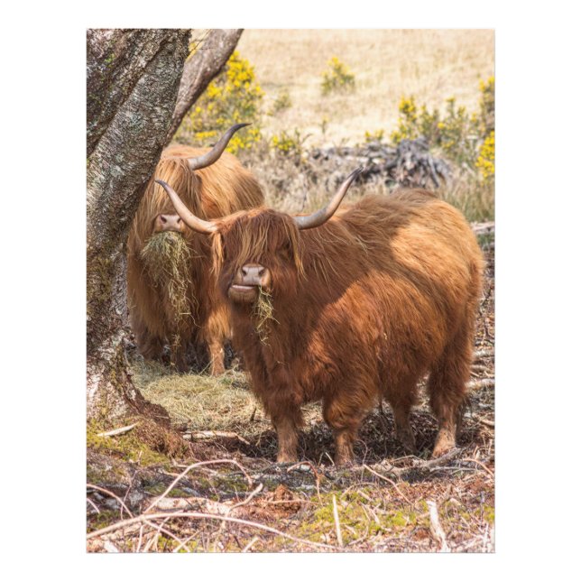 Impression Photo Belles vaches Highland (Devant)