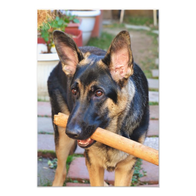 Impression Photo berger allemand par Shirley Taylor (Devant)