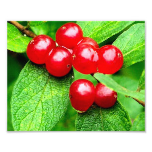 Impression Photo Berries rouges avec gouttes à gouttes près 8x10