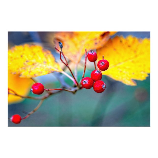 Impression Photo Berry d'aubépine élégant en automne (Devant)