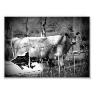Impression Photo Bétail noir et blanc