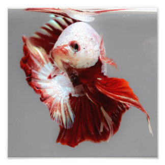 Impression Photo Betta fish