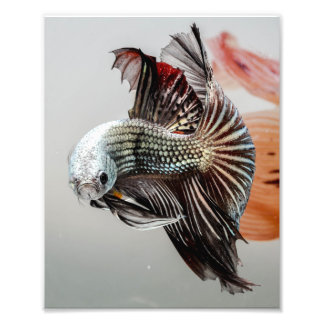 Impression Photo Betta fish