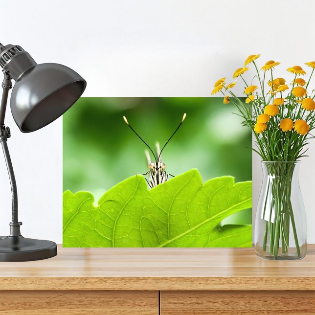 Impression Photo Beurre Drôle Peeks Au-Dessus De La Feuille (Cute butterfly macro photography original nature print is perfect for your green home in the woods. )