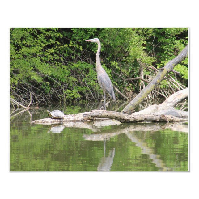 Impression Photo bird and turtle (Devant)