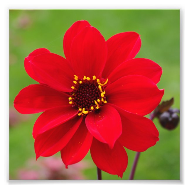 Impression Photo Bishop de Llandaff Dahlia (Devant)