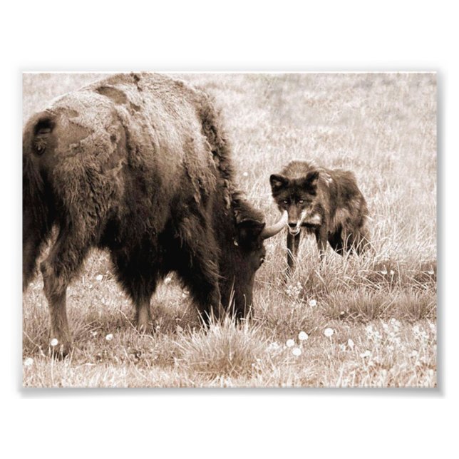 Impression Photo Bison agressif et loup noir (Devant)