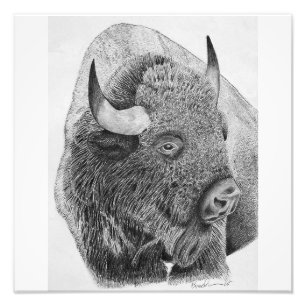 Impression Photo Bison d'Amérique