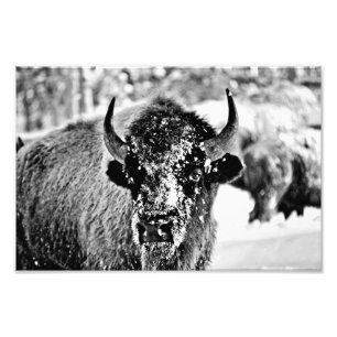 Impression Photo Bison de Yellowstone en hiver