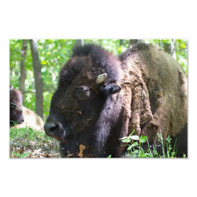 Impression Photo Bison, Lone Elk Park, St. Louis (Devant)