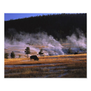 Impression Photo Bisons paissant dans le bassin supérieur des geyse