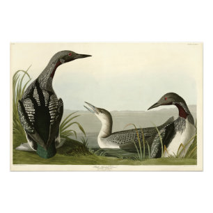 Impression Photo Black Throated Diver Loon Audubon Birds of America
