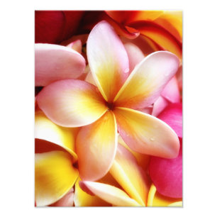 Impression Photo Blanc customisé par fleur d'Hawaï de Frangipani 