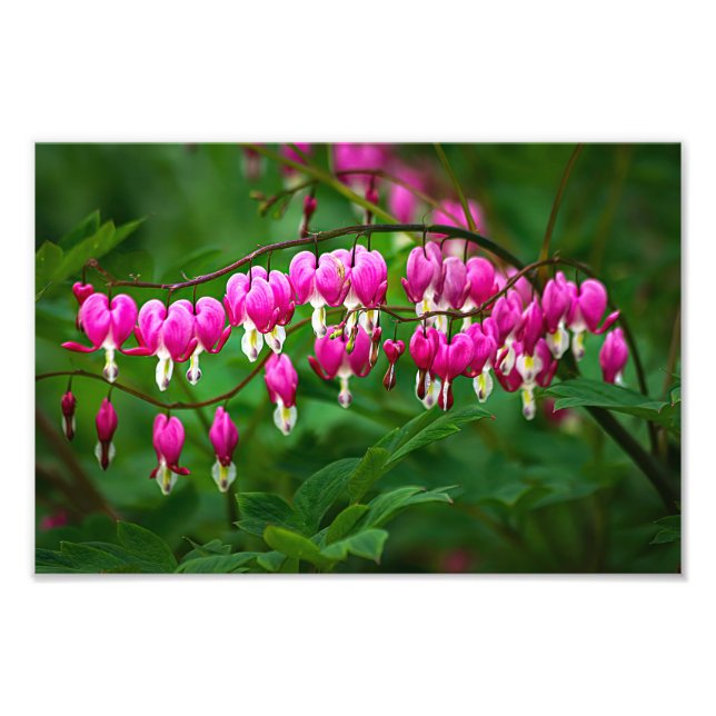 Impression Photo Bleeding Heart Flowers (Devant)