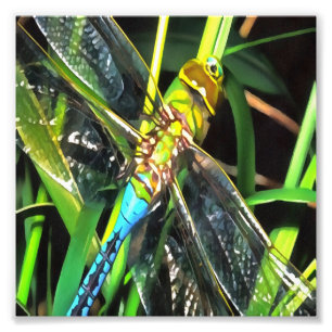 Impression Photo Bleu Dragonfly Shimmering Wings Peinture