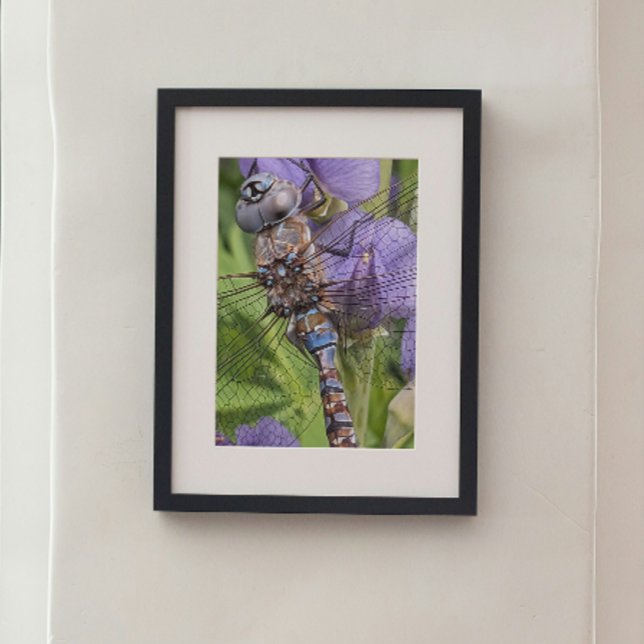 Impression Photo Bleu-Oyé Denton sur Flower (In Situ Framed)