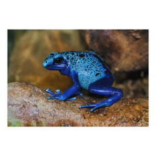 Impression Photo Bleu Poison grenouille Dendrobates Azureus