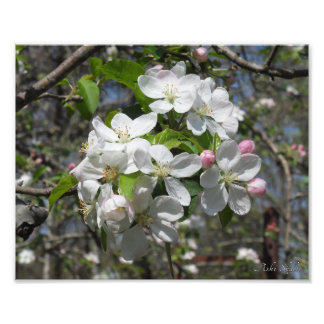 Impression Photo Blossements d'arbre de pomme de crabe