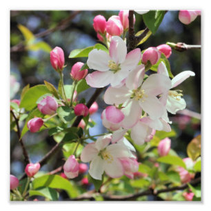 Impression Photo Blossements de pomme au début du printemps Gros pl