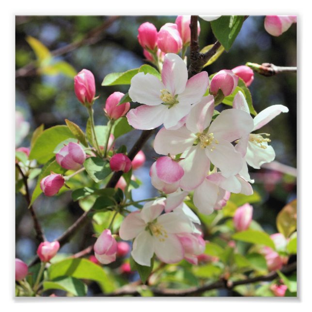 Impression Photo Blossements de pomme au début du printemps Gros pl (Devant)