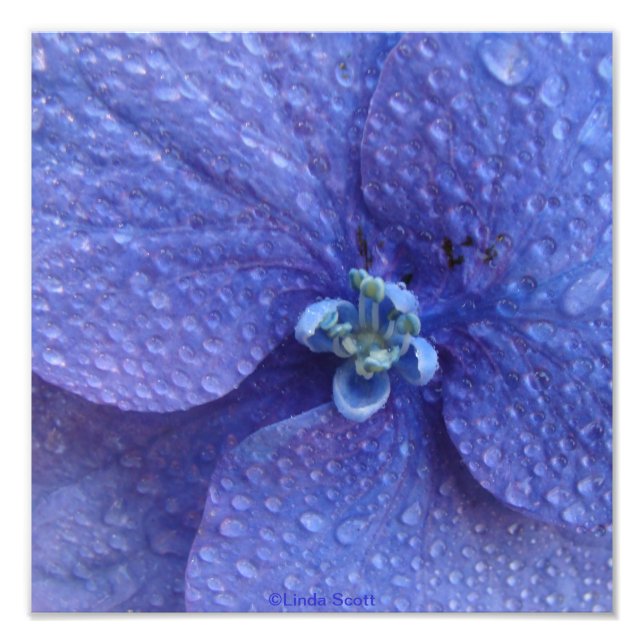 Impression Photo Blue Hydrenga Gros plan avec gouttes de pluie (Devant)