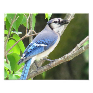 Impression Photo Blue Jay