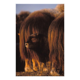 Impression Photo bœuf musqué, Ovibos moschatus, veau nouveau-né