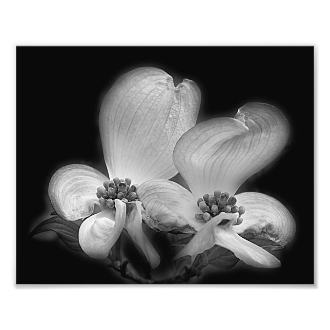 Impression Photo Bois De Chien Fleurs Noir Et Blanc Haut Contraste (Devant)
