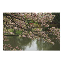 Bois de chien rose de 36 po x 24 po