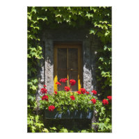Boîte de fenêtre Fleurs de géranium rouge