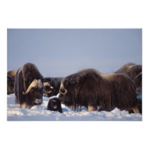 Impression Photo bol musqué, Ovibos moschatus, taureau et vache
