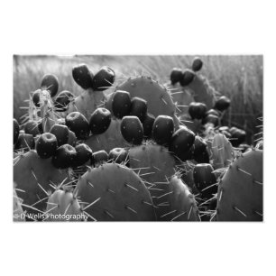 Impression Photo Bonbons de cactus