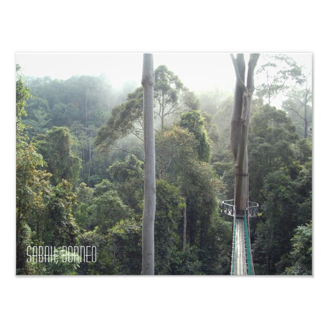 Impression Photo Borneo forêt tropicale jungle arbres Sabah (Devant)