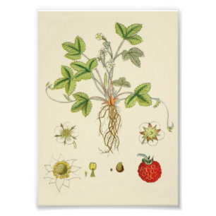 Impression Photo Botanique Plante de fraise sauvage