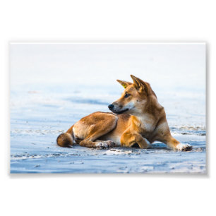 Impression Photo Bouche de Dingo sur la plage, île Fraser Australi