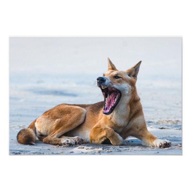 Impression Photo Bouche Dingo ouverte large, Fraser Island Australi (Devant)