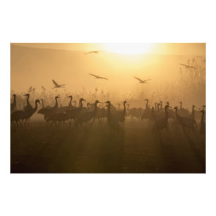Impression Photo Bouée d'oiseaux de grues au lac Agamon HaHula, Isr