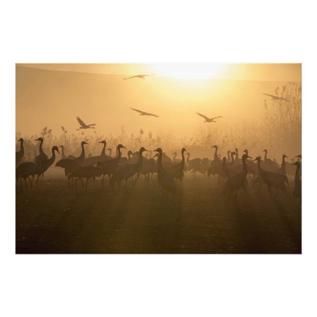 Impression Photo Bouée d'oiseaux de grues au lac Agamon HaHula, Isr (Devant)