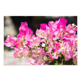 Impression Photo Bougainvilliers roses et blancs