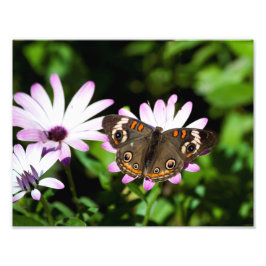 Impression Photo Boukeye papillon sur les fleurs violettes