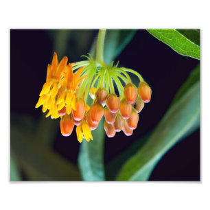 Impression Photo Boules et fleurs de mouches à papillon