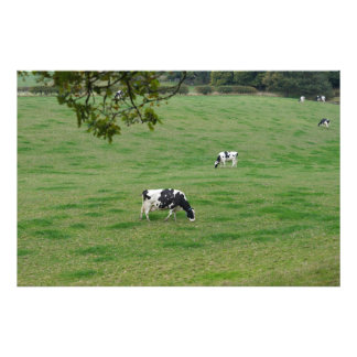 Impression Photo Bovins laitiers dans la campagne anglaise