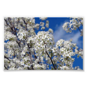 Impression Photo Bradford Pear Blooms