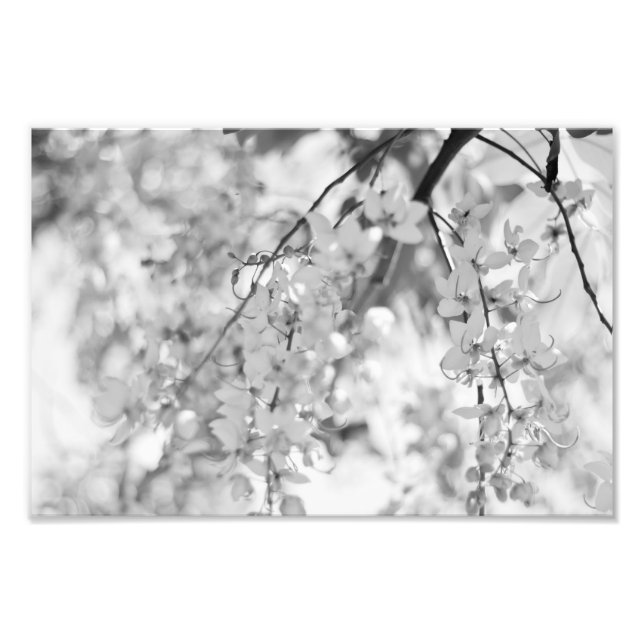 Impression Photo Branche de fleurs noires et blanches (Devant)