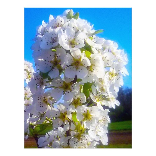 Impression Photo Branche florissante d'une poire (Devant)