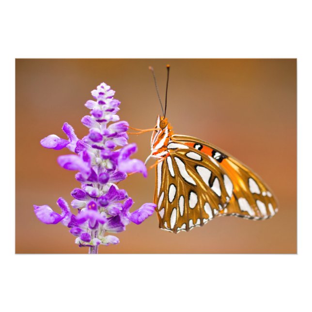 Impression Photo Bright Orange Gulf Fritillary Butterfly (Devant)