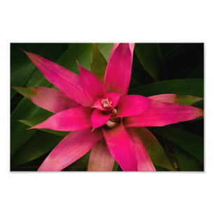 Impression Photo Bromeliade en fleur