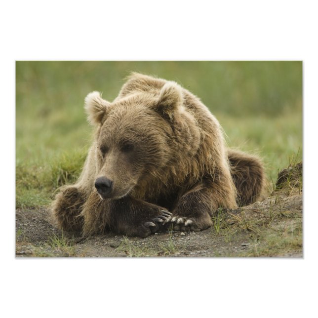 Impression Photo Brown bear ou Coastal Grizzly Bear, Ursus (Devant)