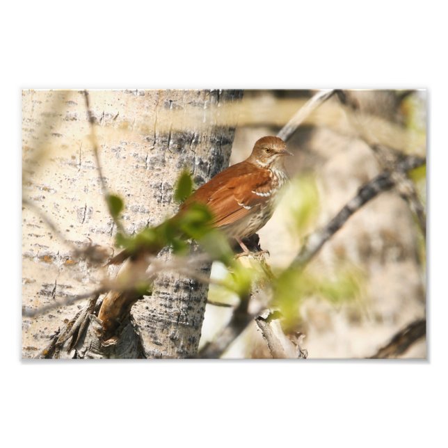 Impression Photo Brown Thrasher (Devant)